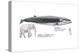 Image result for Balaenoptera borealis