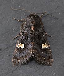 Attēlu rezultāti vaicājumam “Melanchra persicariae”