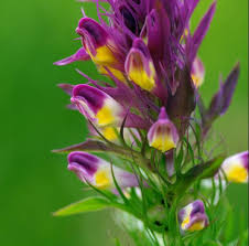 Attēlu rezultāti vaicājumam “Melampyrum cristatum”