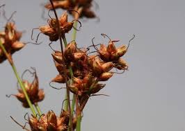 Attēlu rezultāti vaicājumam “Cladium mariscus bud”