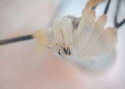 Attēlu rezultāti vaicājumam “Opiliones”