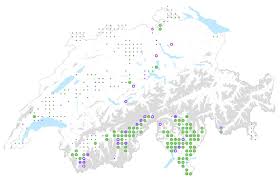 Attēlu rezultāti vaicājumam “Jasione montana fruit”