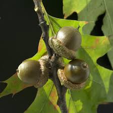 Attēlu rezultāti vaicājumam “Quercus rubra fruit”