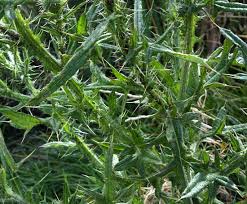 Attēlu rezultāti vaicājumam “Cirsium vulgare”