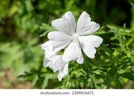 Attēlu rezultāti vaicājumam “Malva moschata alba flower”