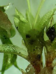 Attēlu rezultāti vaicājumam “Physcomitrium pyriforme sporophyte”