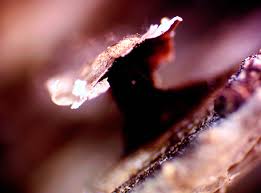 Attēlu rezultāti vaicājumam “Diderma roanense”