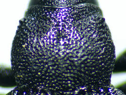 Attēlu rezultāti vaicājumam “Magdalis sp.”