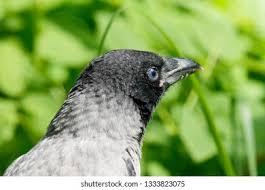 Attēlu rezultāti vaicājumam “Corvus cornix juvenile”