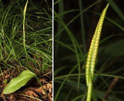 Attēlu rezultāti vaicājumam “Ophioglossum vulgatum”