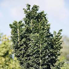 Attēlu rezultāti vaicājumam “Fraxinus excelsior”