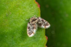 Attēlu rezultāti vaicājumam “Psychodidae”