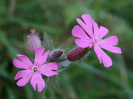 Image result for Silene dioica