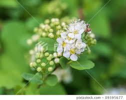 Attēlu rezultāti vaicājumam “Spiraea chamaedryfolia”
