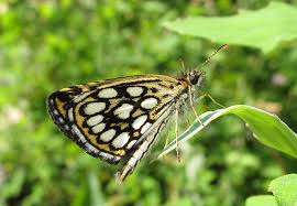 Attēlu rezultāti vaicājumam “Heteropterus morpheus underside”