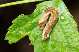 Attēlu rezultāti vaicājumam “Thyatira batis imago”