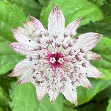 Attēlu rezultāti vaicājumam “Astrantia major fruit”