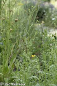 Attēlu rezultāti vaicājumam “Senecio viscosus fruit”