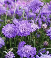 Image result for scabiosa caucasica
