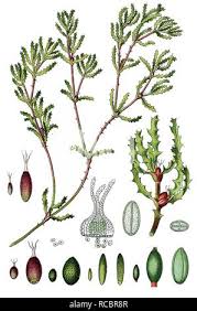 Attēlu rezultāti vaicājumam “Najas marina”