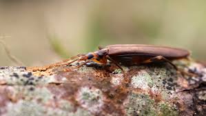 Attēlu rezultāti vaicājumam “Oedemera sp.”