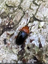 Attēlu rezultāti vaicājumam “Triplax russica”