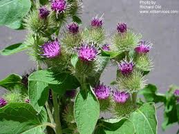 Attēlu rezultāti vaicājumam “Arctium”