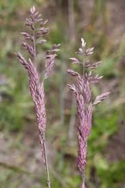 Attēlu rezultāti vaicājumam “Holcus lanatus”