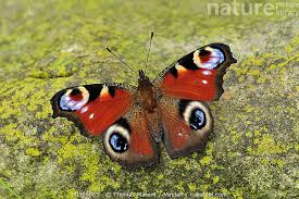 Attēlu rezultāti vaicājumam “Inachis io”