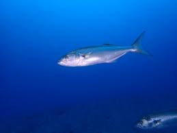 Image result for Pomatomus saltatrix