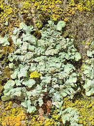 Attēlu rezultāti vaicājumam “Punctelia subrudecta”