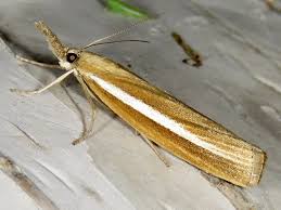 Attēlu rezultāti vaicājumam “Agriphila selasella”