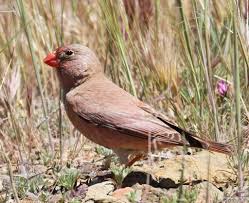 Image result for Bucanetes githagineus