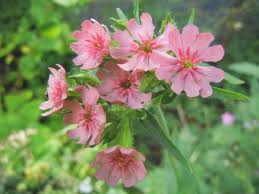 Image result for Lychnis chalcedonica `Dusky Salmon`