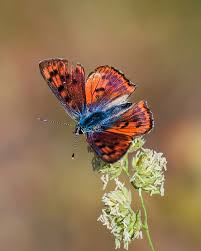 Attēlu rezultāti vaicājumam “Lycaena alciphron”