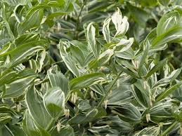 Attēlu rezultāti vaicājumam “Polygonatum multiflorum”