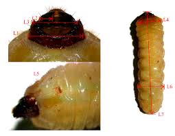 Attēlu rezultāti vaicājumam “Cerambycidae larva”