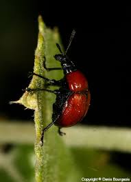 Attēlu rezultāti vaicājumam “Attelabus nitens”