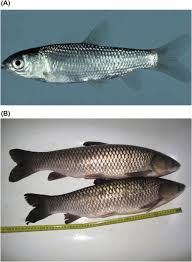 Image result for Argyrosomus inodorus