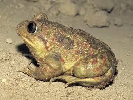 Attēlu rezultāti vaicājumam “Pelobates fuscus”