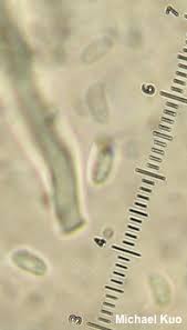 Attēlu rezultāti vaicājumam “Trametes gibbosa”