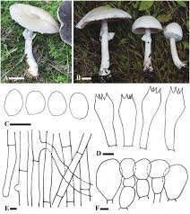 Attēlu rezultāti vaicājumam “Agaricus”