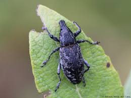 Attēlu rezultāti vaicājumam “Cleonis pigra”