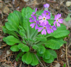 Attēlu rezultāti vaicājumam “Primula farinosa leaf”