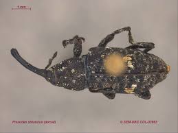 Attēlu rezultāti vaicājumam “Pissodes castaneus”