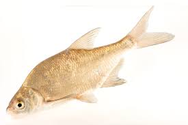 Image result for Abramis brama