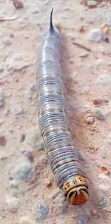 Attēlu rezultāti vaicājumam “Sphinx pinastri larva”