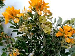 Attēlu rezultāti vaicājumam “Medicago”