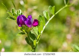 Attēlu rezultāti vaicājumam “Lathyrus palustris flower”