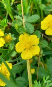 Attēlu rezultāti vaicājumam “Potentilla reptans bud”